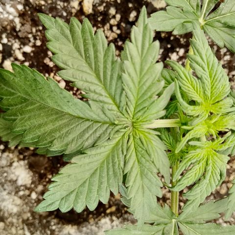 Jet growlog photo: Jet hit veg, 7 leaf