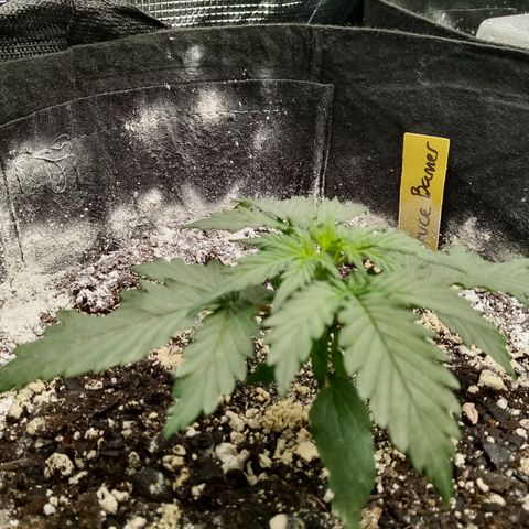 Bruce Banner auto growlog photo: Pushing out it's 7 leaf now