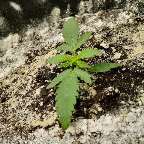 Gorilla Glue (Contest) growlog photo: Extra germination time slowed it down but looking better and loving the watering 