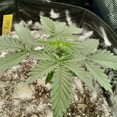 Jet growlog photo: Last night in the nursery 