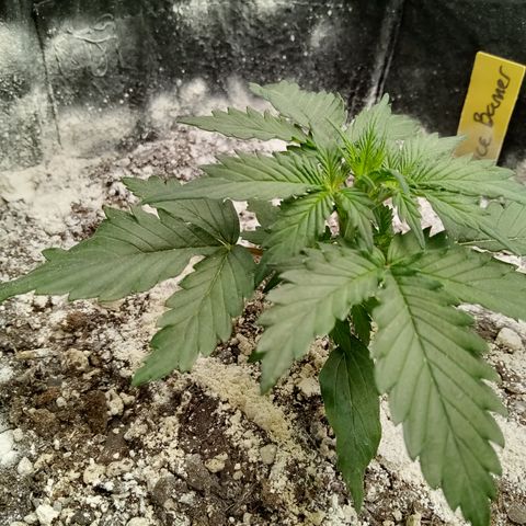 Bruce Banner auto growlog timeline photo
