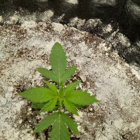 Gorilla Glue (Contest) growlog photo: Slow and steady