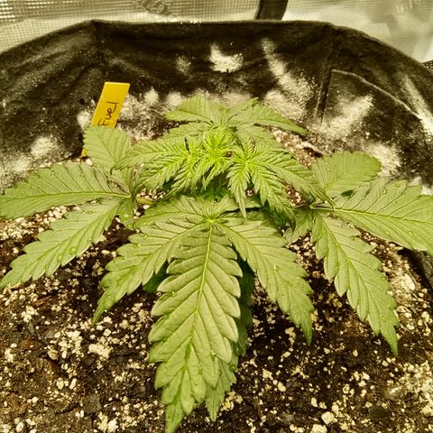 Jet growlog photo: Moved to grow house