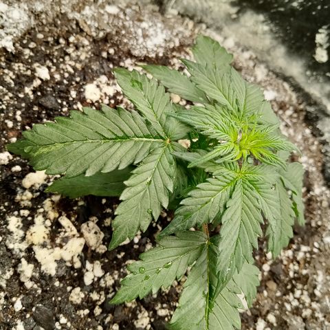 Bruce Banner auto growlog timeline photo