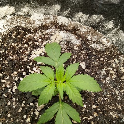 Gorilla Glue (Contest) growlog timeline photo
