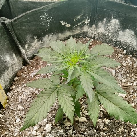 Bruce Banner auto growlog timeline photo