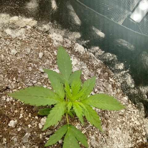 Gorilla Glue (Contest) growlog timeline photo