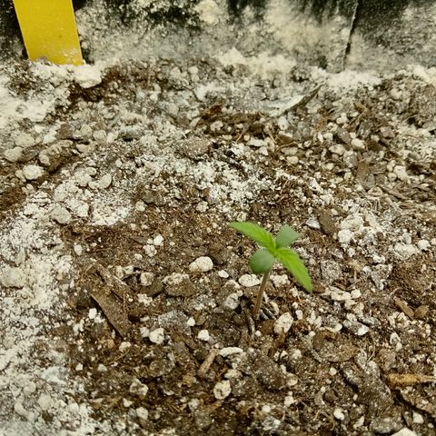 Crystal Candy XL Auto growlog timeline photo