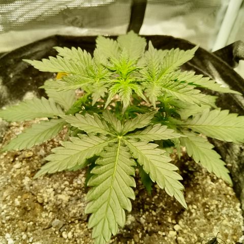 Jet growlog timeline photo