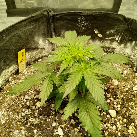 Bruce Banner auto growlog timeline photo