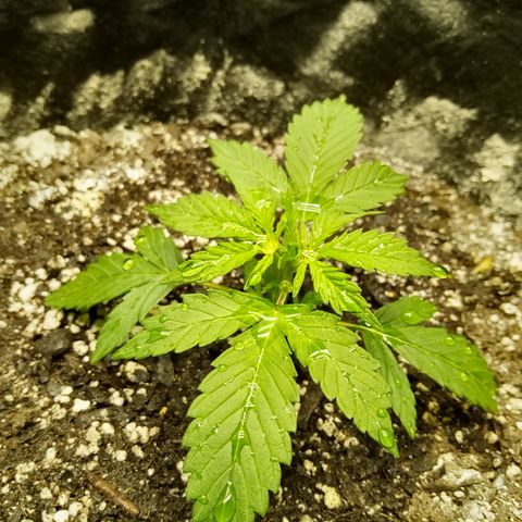 Gorilla Glue (Contest) growlog timeline photo