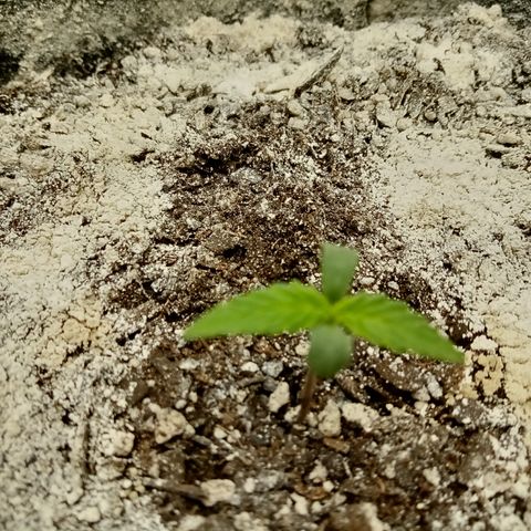 Crystal Candy XL Auto growlog timeline photo