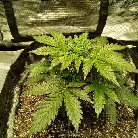 Jet growlog timeline photo