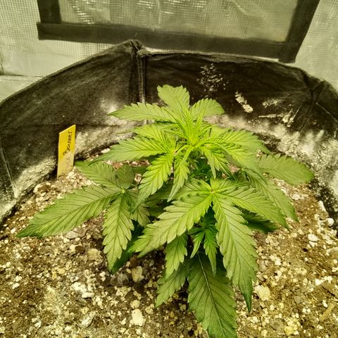 Bruce Banner auto growlog timeline photo