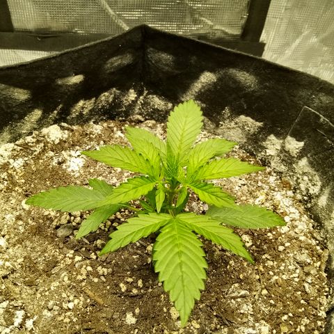 Gorilla Glue (Contest) growlog timeline photo