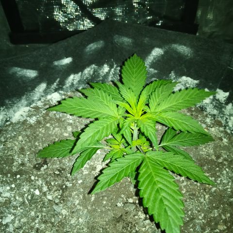 Gorilla Glue (Contest) growlog timeline photo