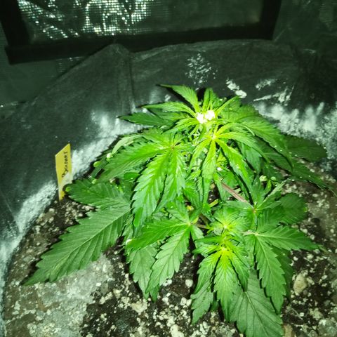 Bruce Banner auto growlog timeline photo