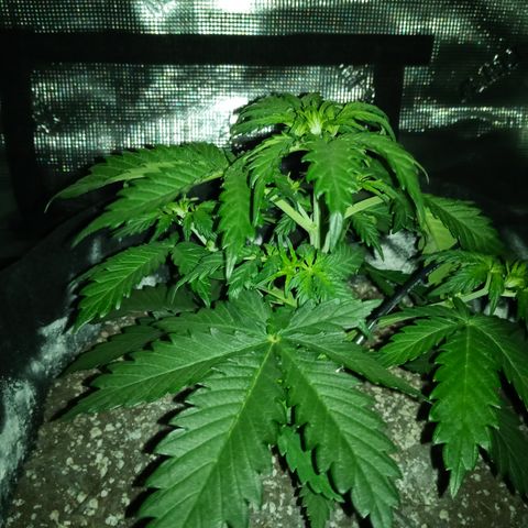 Jet growlog timeline photo