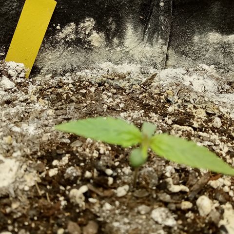 Crystal Candy XL Auto growlog photo: Let's goooooo