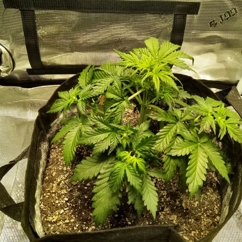 Jet growlog photo: Tucked up a bit