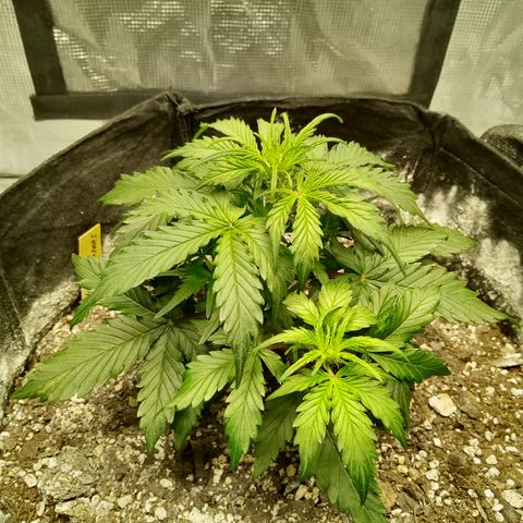 Bruce Banner auto growlog timeline photo