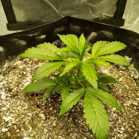 Gorilla Glue (Contest) growlog timeline photo