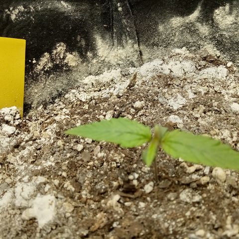 Crystal Candy XL Auto growlog timeline photo