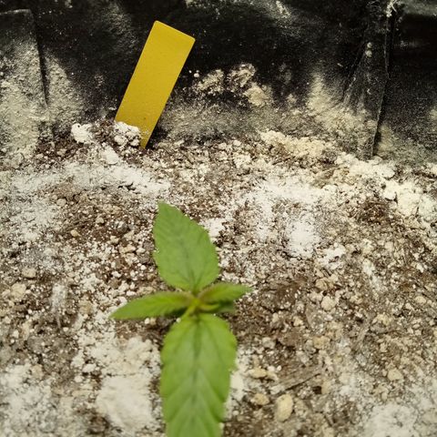 Crystal Candy XL Auto growlog photo: Looking good 