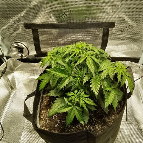 Jet growlog timeline photo
