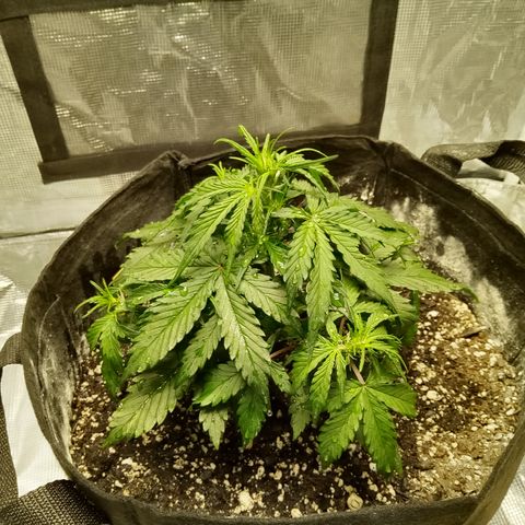 Bruce Banner auto growlog timeline photo