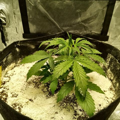 Gorilla Glue (Contest) growlog timeline photo