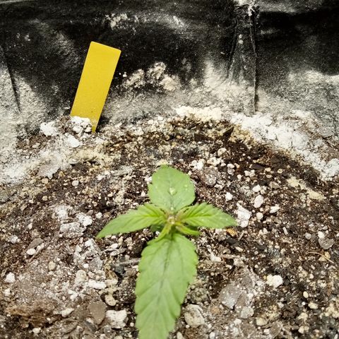 Crystal Candy XL Auto growlog timeline photo