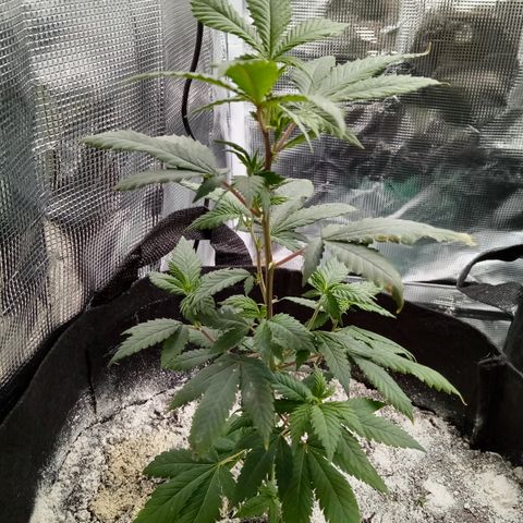 White widow growlog timeline photo