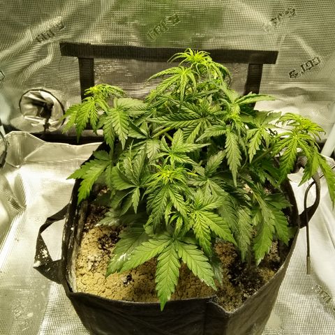 Jet growlog photo: Pot def first sign