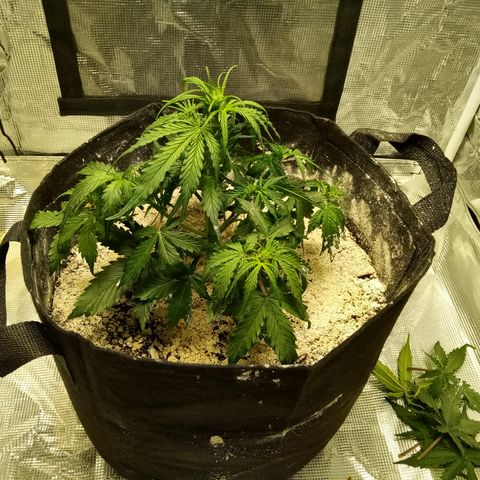 Bruce Banner auto growlog photo: Felt so bad