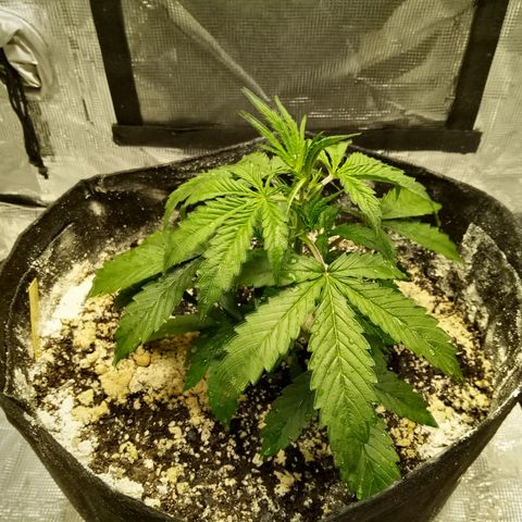Gorilla Glue (Contest) growlog photo: So behind it's my ass plant 