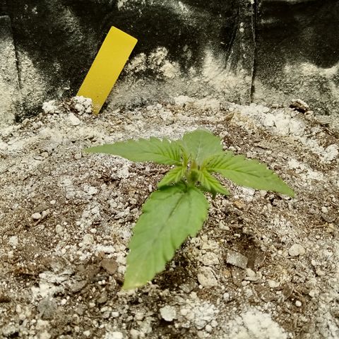 Crystal Candy XL Auto growlog timeline photo