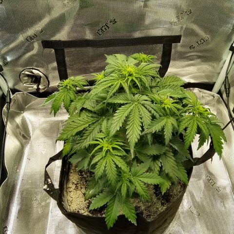 Jet growlog timeline photo