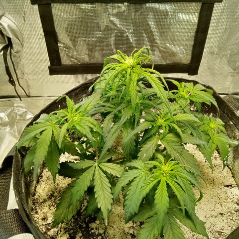 Bruce Banner auto growlog timeline photo
