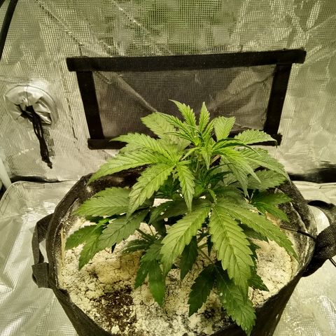 Gorilla Glue (Contest) growlog timeline photo