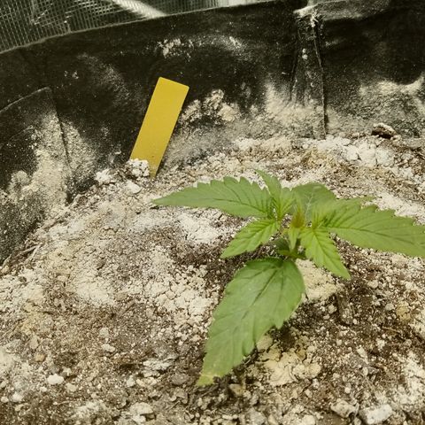 Crystal Candy XL Auto growlog timeline photo