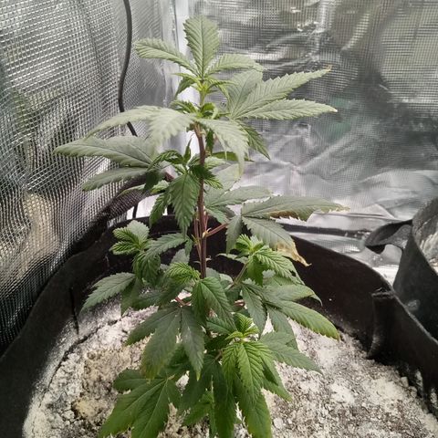 White widow growlog timeline photo