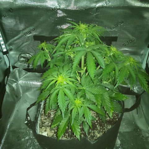 Jet growlog photo: Grew an inch