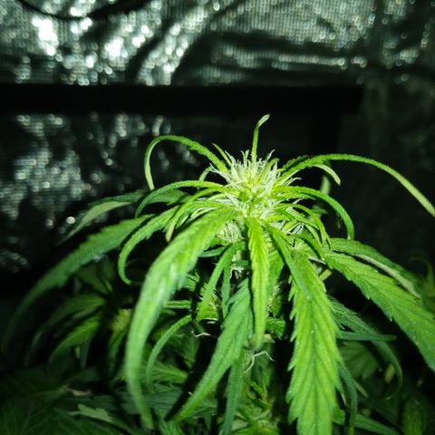 Bruce Banner auto growlog timeline photo