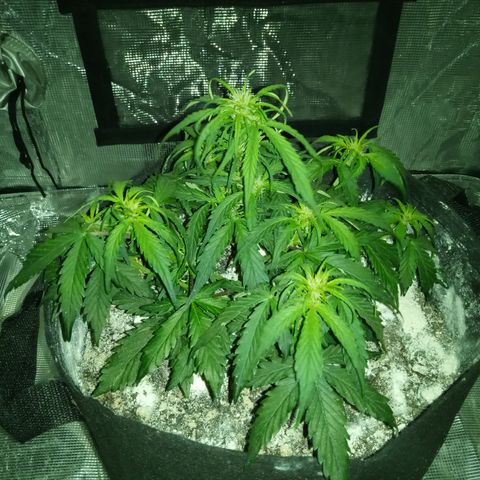 Bruce Banner auto growlog timeline photo