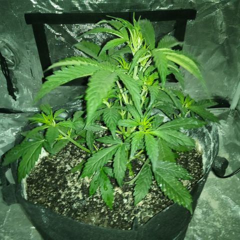 Gorilla Glue (Contest) growlog timeline photo