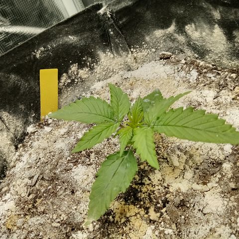 Crystal Candy XL Auto growlog photo: Weeeeee