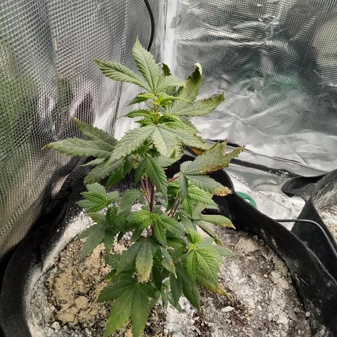 White widow growlog timeline photo