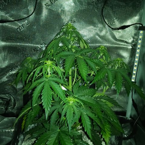 Jet growlog timeline photo