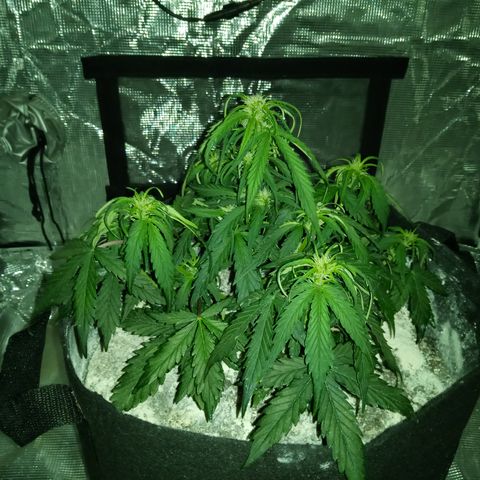 Bruce Banner auto growlog timeline photo